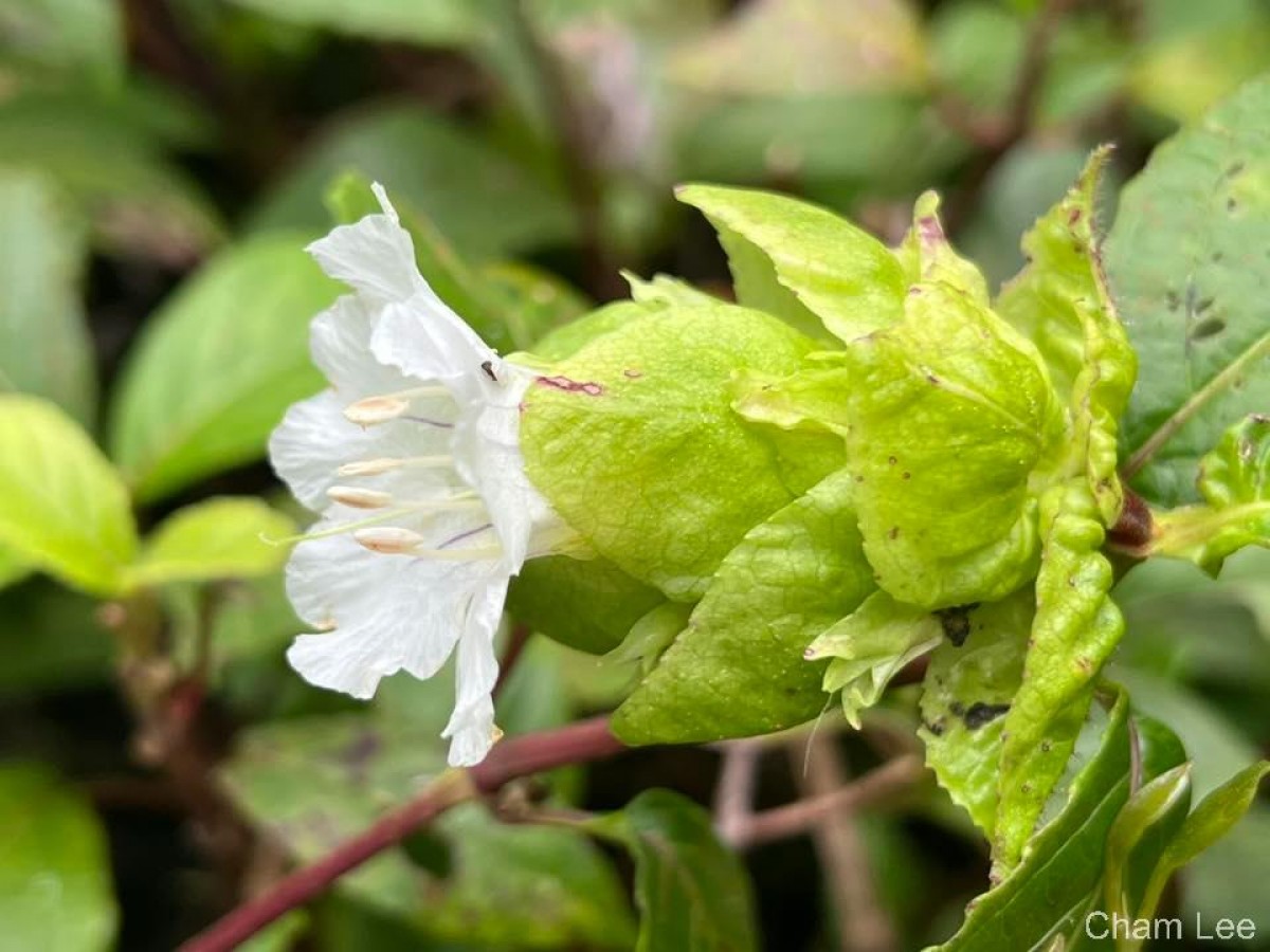Strobilanthes hookeri Nees